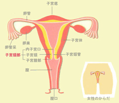 子宮頸部