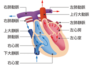 心臓