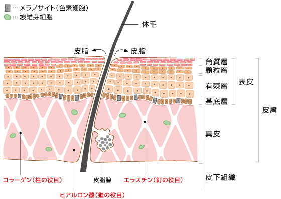 皮膚の構造 ニキビとの関係 落合 | 伊藤メディカルクリニック