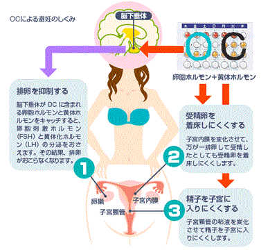 避妊 効果 いつから ピル