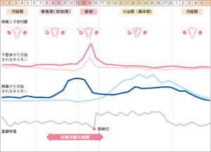 生理の仕組み